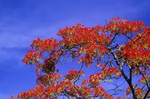 Gulmohar Tree