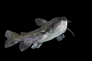 Gulper catfish (Asterophysus batrachus)