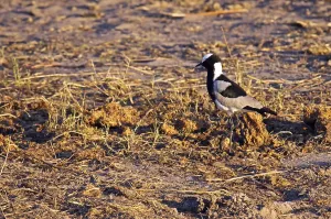 Gun Lapwing in Chobe National Park Botswana