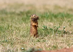 Gunnison, Gunnison's prairie dog