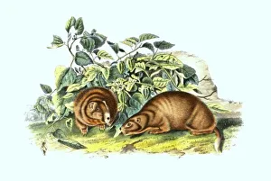 Gunnison's prairie dog (Cynomys gunnisoni)