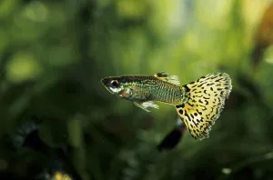 Guppy (Poecilia reticulata)