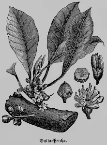 Gutta-percha or gutta, a rubbery substance