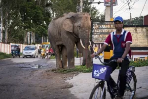 GUWAHATI, INDIA - AUGUST 14: Curious onlookers watch a wild elephant on road near Narengi Army Camp in Guwahati
