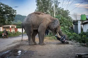 GUWAHATI, INDIA - AUGUST 14