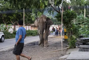 GUWAHATI, INDIA - AUGUST 14: Curious onlookers watch a wild elephant on road near Narengi Army Camp in Guwahati
