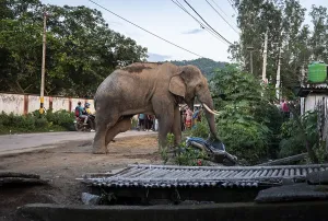 GUWAHATI, INDIA - AUGUST 14