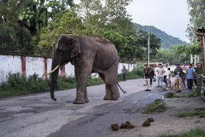 GUWAHATI, INDIA - AUGUST 14