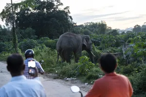 GUWAHATI, INDIA - AUGUST 14: Curious onlookers watch a wild elephant near a road near Narengi Army Camp in Guwahati
