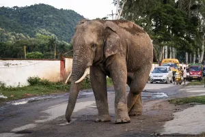 GUWAHATI, INDIA - AUGUST 14: A wild elephant with an injured leg walks along a road near Narengi Army Camp in Guwahati