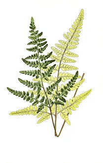 Gymnograms calomelanos, Gold Fern