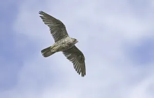 Gyrfalcon (Falco rusticolus), adult