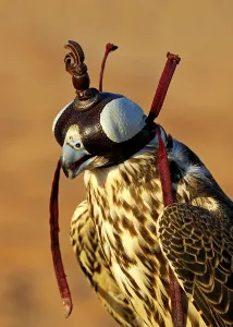 Gyrfalcon or Gyr Falcon (Falco rusticolus) with a crest