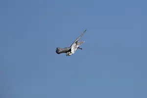 A gyrfalcon in sting flight on blue sky