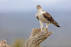 Habichtsadler, Bonelli's Eagle