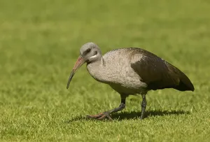 Hadada Ibis (Bostrychia hagedash) adult