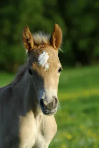 Haflinger foal, 3 days old, colt