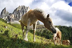 Haflinger foal in the rose garden