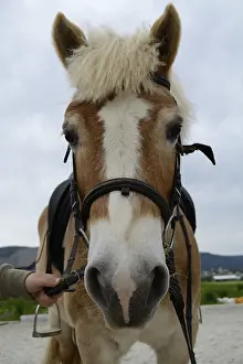 Haflinger horse looks directly into camera
