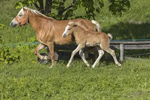 Haflinger horse, mare with foal running over a green meadow