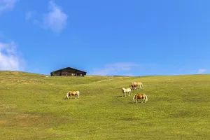 Haflinger horses on the Seiser Alm