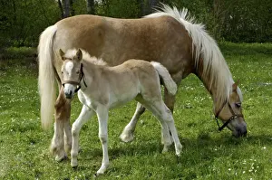 Haflinger mare with eleven-day-old foal out at feed