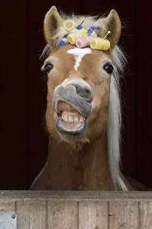 Haflinger mare, sorrel, with curlers