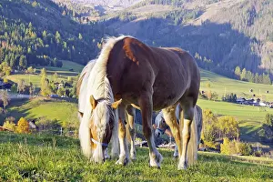 Haflingers graze on a mountain meadow in front of autumnal Alps and a sunny valley