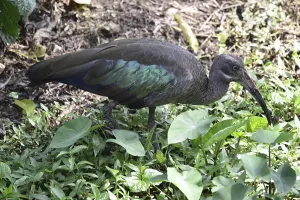 Hagedash ibis (Bostrychia hagedash)