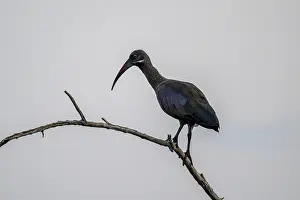 Hagedash Ibis (Bostrychia hagedash) r