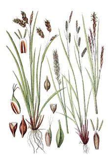 Hair sedge (Carex capillaris) on the left