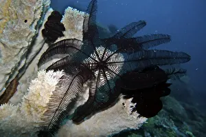 Hair star, feather star, (Comanthus sp)