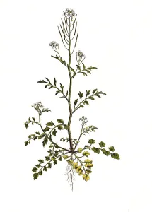 Hairy bitter-cress (Cardamine) hirsuta