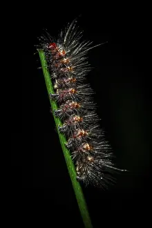 Hairy caterpillar on a stem, at night in the tropical rainforest