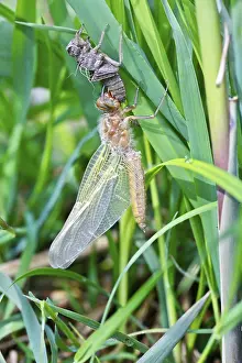Hairy dragonfly (Brachytron pratense)