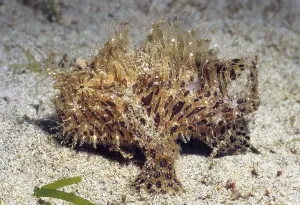 Hairy frogfish crawls over sandy seabed