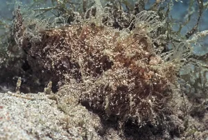 Hairy frogfish, striated frogfish (Antennarius striatus)