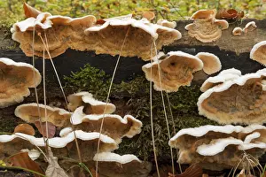 Hairy Stereum (Stereum hirsutum)
