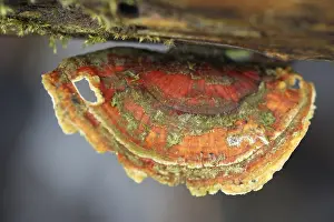 Hairy Stereum (Stereum hirsutum)