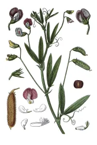Hairy vetchling (Pisum hirsutum)