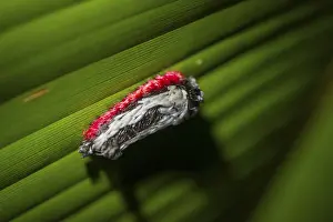 Hairy white-red caterpillar sitting on a leaf at night in the tropical rainforest