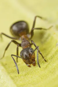 Hairy Wood Ant (Formica lugubis) adult worker