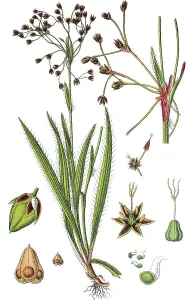 Hairy Wood-rush (Luzula pilosa)