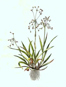 Hairy wood-rush (Luzula pilosa) or hairy marbel