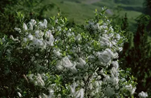 Halberd Willow (Salix hastata)