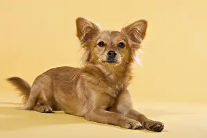 Half-breed dog, lying down
