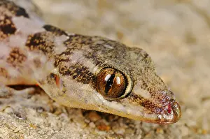 Half-fingered gecko, Half-fingered geckos