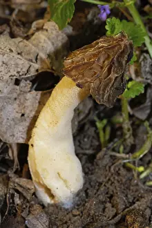 Half-free morel