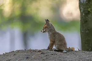 After half an hour, the red fox cubs (Vulpes vulpes) slowly calm down and often cuddle up together in pairs and sleep