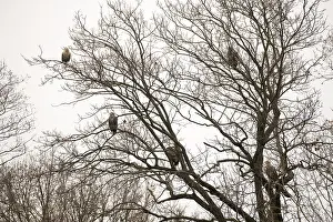 Haliaeetus albicilla, white taled eagle, Poland